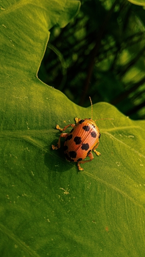 一只瓢虫在绿叶上爬行图片